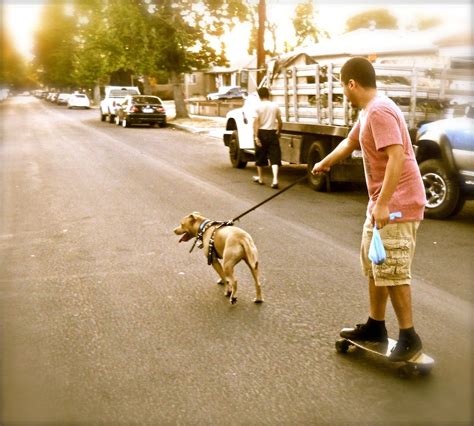 Dog Pulling You On A Skateboard Lifestyle Photography Skateboard