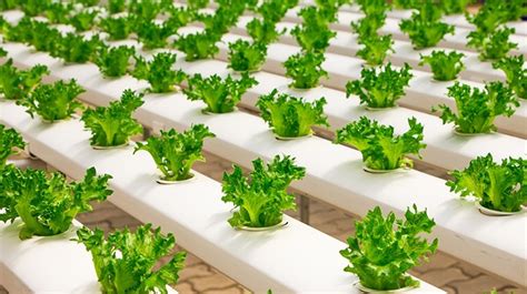 Top 5 Methods For Hydroponic Growing Madgetech