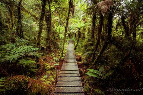 A Rainforest In New Zealand