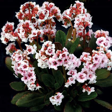 Bergenia Dragonfly ‘angel Kiss Terra Nova Nurseries Inc