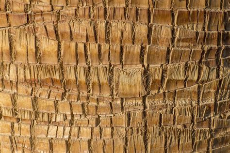 Texture Of Trunk Of Tropical Palm Tree Washingtonia Close Up Stock