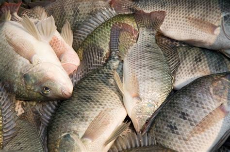 Is Tilapia Fish Real Fish Info
