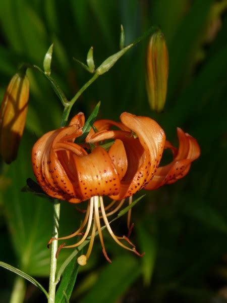 Lys Tigrélys Tigrinum Liliaceae Lilium Lancifolium Splendens