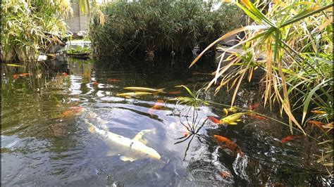 Maybe you would like to learn more about one of these? KOI POND SWIMMING POOL - YouTube