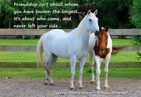 Cool Horse Quotes Quotesgram