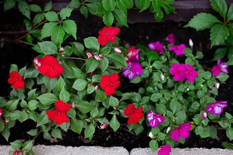 Impatiens Plant Care And Growing Guide