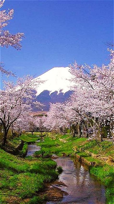 Find the perfect mount fuji cherry blossom stock photos and editorial news pictures from getty images. Cherry Blossoms - Mount Fuji, Japan（画像あり） | 風景, 美しい風景, 富士山
