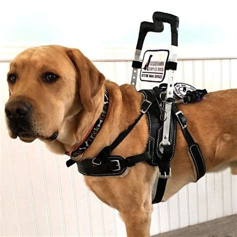 Service Dog In Training Mobility Harness Qservicec