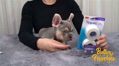 How To Tape Your French Bulldog Puppies Ears Youtube