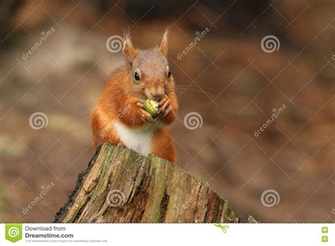 Red Squirrel Sciurus Vulgaris Feeding On A Acorn Stock Photo Image