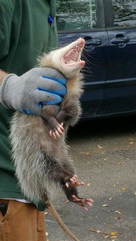 Humane Opossum Removal Win My Bet Wildlife Animal Control Firm