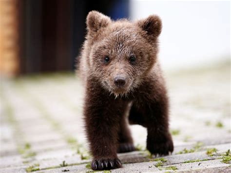 Cute Photos Of A Orphaned Bear Cub That A Mountain Village In Bosnia