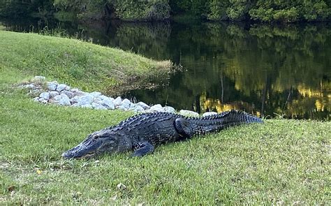 Sc Alligator Attack Friend Warned Woman Before Deadly Attack