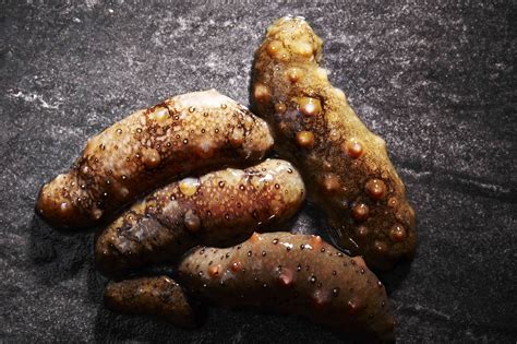 What Is Sea Cucumber And How Is It Used