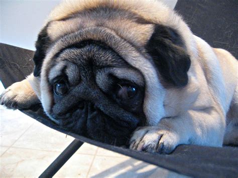 Pug Dog Breed Information Pictures And More