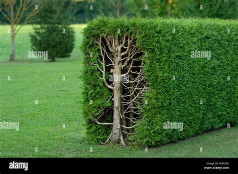 Thujas Or Arborvitae Thuja Trimmed Rectangular Hedge Stock Photo