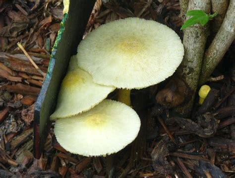 Georgia Backyard Nature Fungi