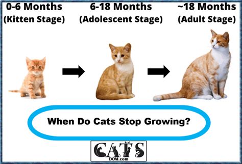 The Life Stages Of Cats When Do Cats Stop Growing 2023