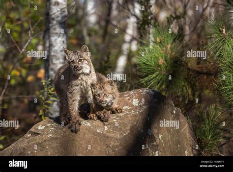 Canada Lynx Kittens Stock Photo Alamy