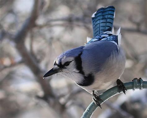 Bluejay Birds And Blooms