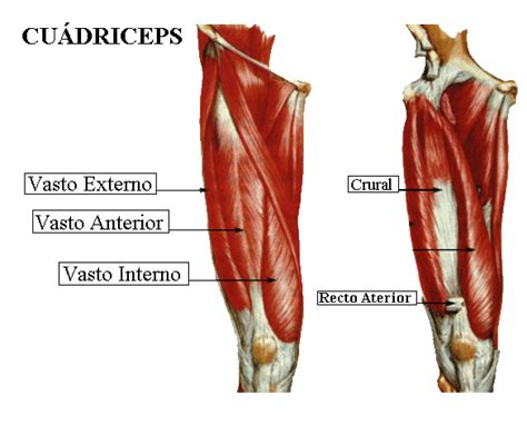 El Músculo Cuádriceps Femoral Es Un Músculo De Cuatro Miembros Del