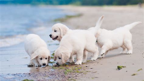 Golden Retriever Puppies Sandbeach Seaside Hd Dog Wallpaper