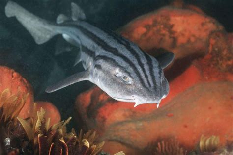 Pyjama Shark Is Also Known As A Striped Catshark Or Pyjama Catshark