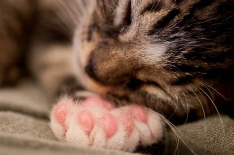 What Cats Have Extra Toes