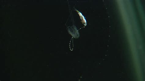 Carukia Barnesi Venomous Irukandji Jellyfish Actively Fish Youtube