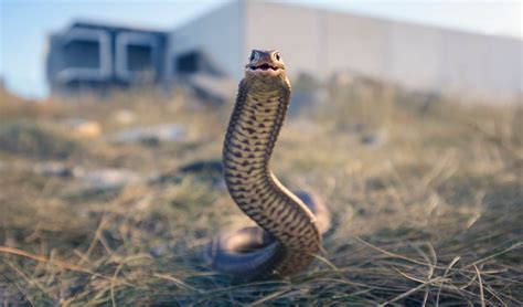 Australias 10 Most Dangerous Snakes 2022