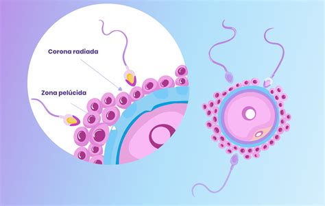 Fecundación Aefena