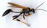 Pictures of Yellow Jacket Wasp Facts