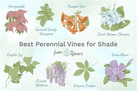 Did you scroll all this way to get facts about vining flower zone 5? Perennial Vines for Shady Areas