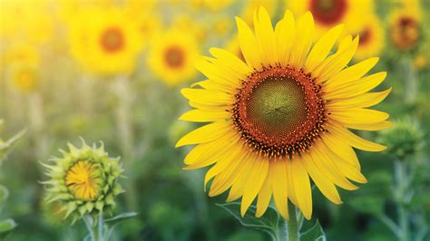 How To Harvest Sunflower Seeds For Planting Or Eating
