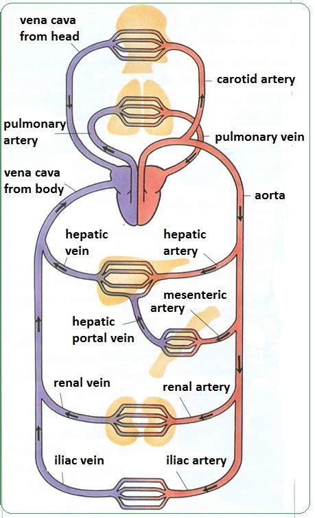 The Major Arteries Of The Body