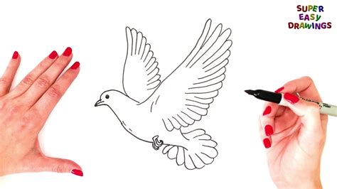 How To Draw A Dove Step By Step
