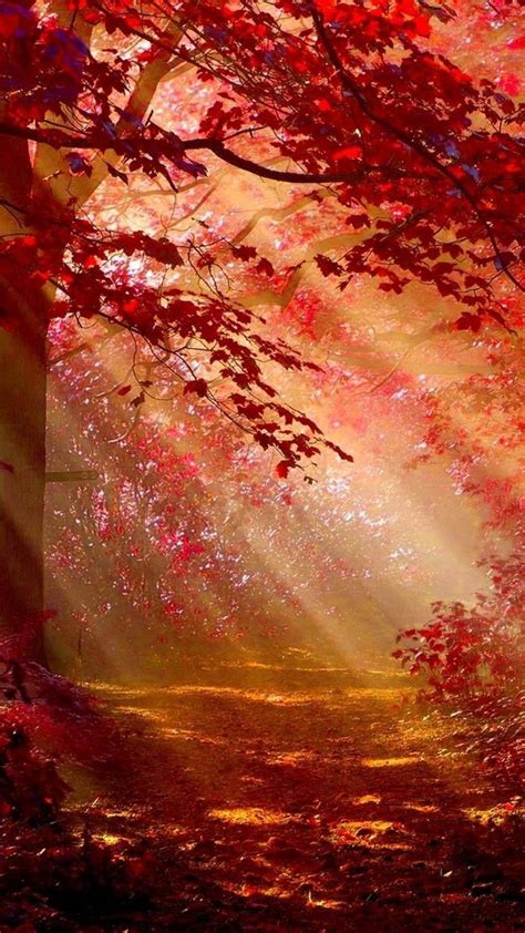 Sunlight In Autumn Forest In 1080x1920 Resolution In 2020 Autumn