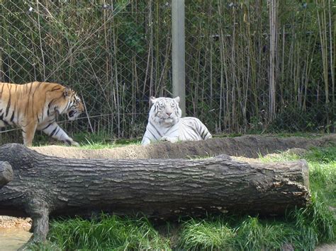 Dsc00110 Tigers At Memphis Zoo Kf5doj Flickr