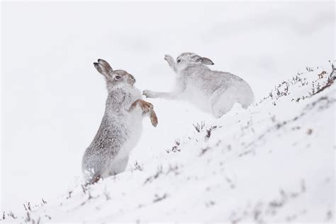 How To Photograph Winter Wildlife Nature Ttl