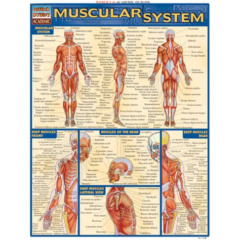 Muscular System Poster Nimco Inc Prevention Awareness Supplies