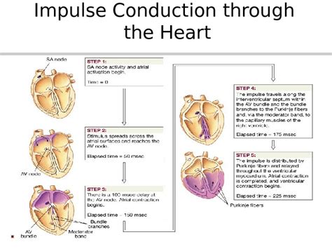 Ap 151 Physiology Of The Heart Functions