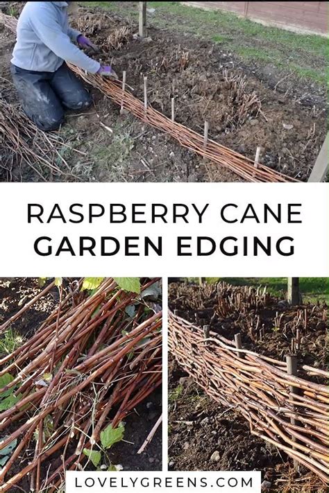 Maybe you would like to learn more about one of these? Flowers Garden Edging Perennials | Garden edging ...