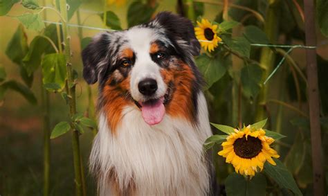 Australian Shepherd Wallpaper 67 Images