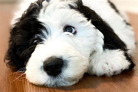 Sheepadoodle Pros And Cons Hypoallergenic Intelligent Energy