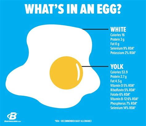 Does the white part of the egg contain the important nutrients essential for muscle growth or does the yellow part of the egg contain the important proteins? Don't Throw Away That Egg Yolk!