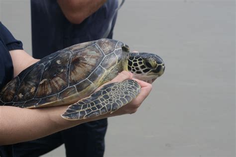Nat A Juvenile Green Sea Turtle Was Released After Rehabilitation