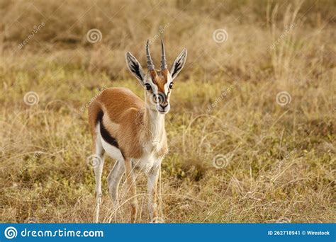 Cute Baby Antelope In A Safari Surrounded By Golden Grass Stock Image