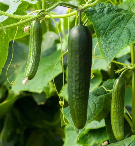 Cucumber And Pickle Sowing Growing Harvest Same Plant