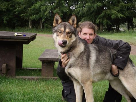5 Most Amazing Wolf Hybrid Dogs You Have Ever Seen Wolf Dog Top 10