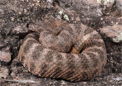 Tiger Rattlesnake Crotalus Tigris Even Though The Venom Flickr